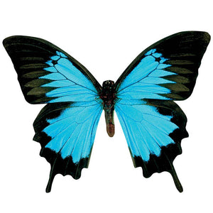 Mountain Blue Butterfly Vinyl Sticker